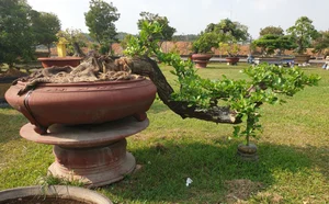 Unique Wild Fruit Bonsai Trees Valued at Thousands of Dollars - image 6
