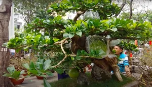 Unique Wild Fruit Bonsai Trees Valued at Thousands of Dollars - image 1