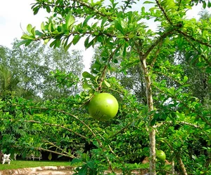 Unique Wild Fruit Bonsai Trees Valued at Thousands of Dollars - image 4