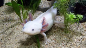 The Miraculous Regeneration Secrets of the Near-Immortal Salamander - image 3