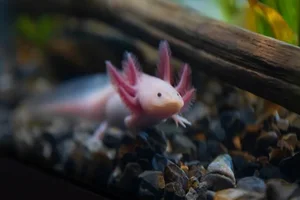 The Miraculous Regeneration Secrets of the Near-Immortal Salamander - image 1