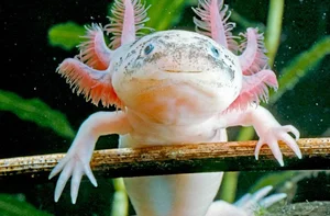 The Miraculous Regeneration Secrets of the Near-Immortal Salamander - image 0