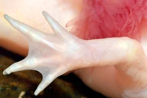 The Miraculous Regeneration Secrets of the Near-Immortal Salamander - image 6