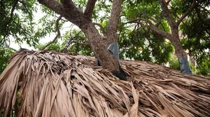 The Architectural Marvel of Hanoi’s Famous Treehouse: A 130 Million VND Retreat - image 3