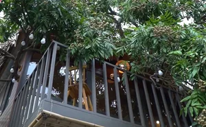 The Architectural Marvel of Hanoi’s Famous Treehouse: A 130 Million VND Retreat - image 11