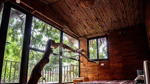 The Architectural Marvel of Hanoi’s Famous Treehouse: A 130 Million VND Retreat - image 5