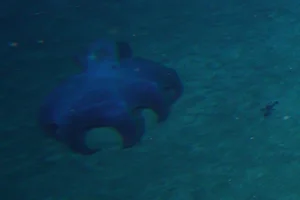 New Octopus Species Discovered: Fascinating Creature with Bright Red Tentacles - image 4