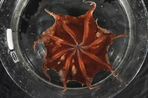New Octopus Species Discovered: Fascinating Creature with Bright Red Tentacles - image 0