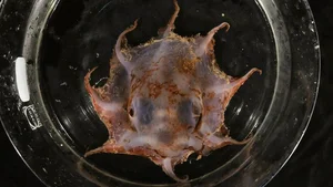 New Octopus Species Discovered: Fascinating Creature with Bright Red Tentacles - image 3