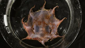 New Octopus Species Discovered: Fascinating Creature with Bright Red Tentacles - image 2