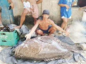 Fisherman Stunned After Catching a Massive Giant Fish Mystery - image 1