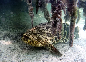 Fisherman Stunned After Catching a Massive Giant Fish Mystery - image 4