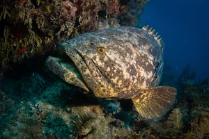Fisherman Stunned After Catching a Massive Giant Fish Mystery - image 5