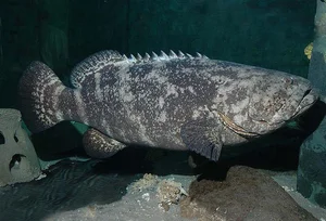 Fisherman Stunned After Catching a Massive Giant Fish Mystery - image 0