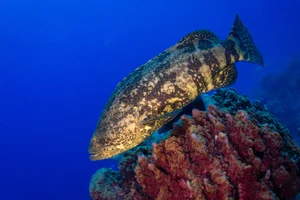 Fisherman Stunned After Catching a Massive Giant Fish Mystery - image 3