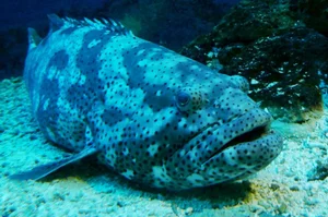 Fisherman Stunned After Catching a Massive Giant Fish Mystery - image 2