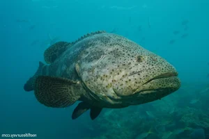 Fisherman Stunned After Catching a Massive Giant Fish Mystery - image 6