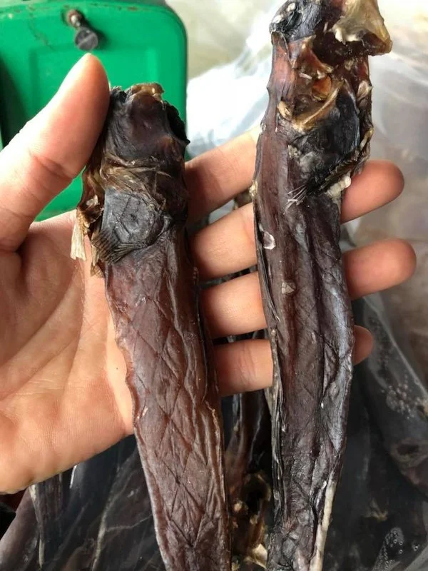 Strangest Fish on Earth Sparks Buying Frenzy at 600,000 VND