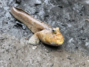 Strangest Fish on Earth Sparks Buying Frenzy at 600,000 VND - image 5