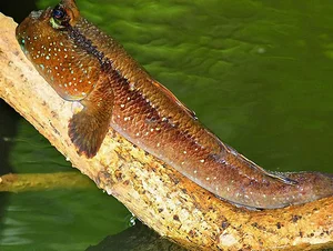 Strangest Fish on Earth Sparks Buying Frenzy at 600,000 VND - image 3