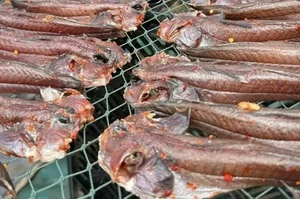Strangest Fish on Earth Sparks Buying Frenzy at 600,000 VND - image 4