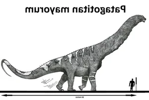 Nature's Giants: Discovering the Animal Weighing as Much as 18 Elephants - image 7
