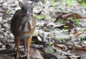 Discover the Rare and Solitary Wildlife Species of Thanh Hoa Forests - image 3
