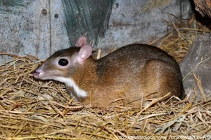 Discover the Rare and Solitary Wildlife Species of Thanh Hoa Forests - image 5