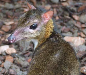 Discover the Rare and Solitary Wildlife Species of Thanh Hoa Forests - image 2