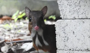 Discover the Rare and Solitary Wildlife Species of Thanh Hoa Forests - image 7