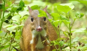Discover the Rare and Solitary Wildlife Species of Thanh Hoa Forests - image 0