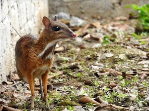 Discover the Rare and Solitary Wildlife Species of Thanh Hoa Forests - image 1