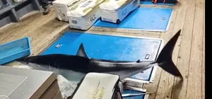 Shocking Moment Giant Sea Monster Leaps Onto Fishing Boat - image 6
