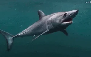 Shocking Moment Giant Sea Monster Leaps Onto Fishing Boat - image 4