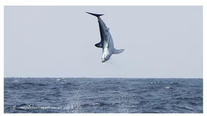 Shocking Moment Giant Sea Monster Leaps Onto Fishing Boat - image 5