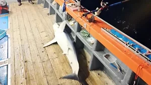 Shocking Moment Giant Sea Monster Leaps Onto Fishing Boat - image 2