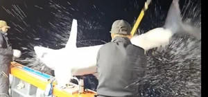 Shocking Moment Giant Sea Monster Leaps Onto Fishing Boat - image 3