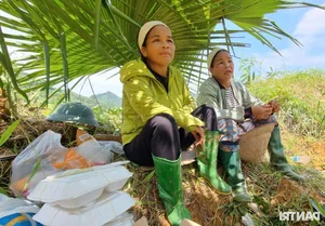 Dan Tri Newspaper Provides Vital Aid to Families Affected by Deadly Landslides - image 0