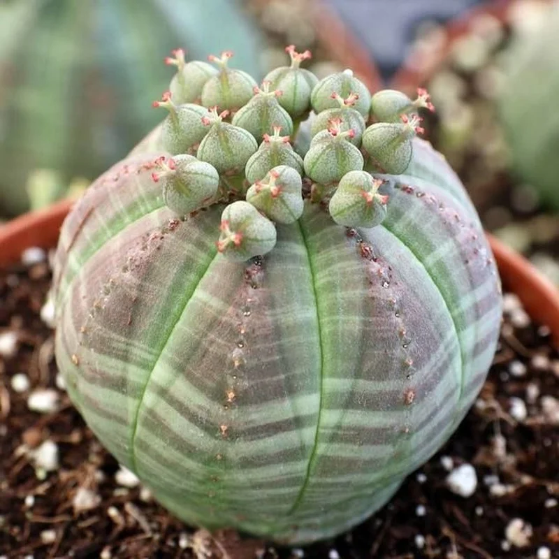 Unique and Strange Leaf Shapes in the Plant Kingdom
