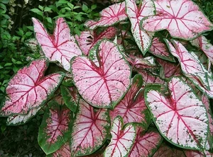 Unique and Strange Leaf Shapes in the Plant Kingdom - image 3