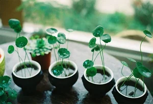 Unique and Strange Leaf Shapes in the Plant Kingdom - image 4