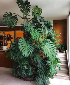 Unique and Strange Leaf Shapes in the Plant Kingdom - image 5