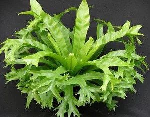Unique and Strange Leaf Shapes in the Plant Kingdom - image 9