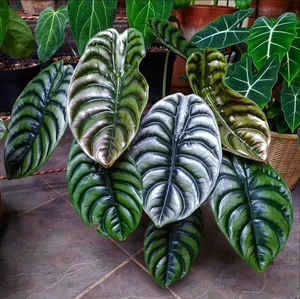 Unique and Strange Leaf Shapes in the Plant Kingdom - image 7
