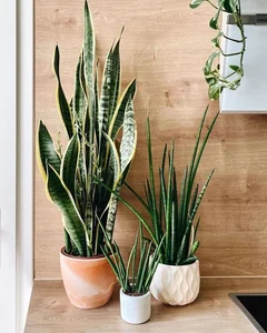 Unique and Strange Leaf Shapes in the Plant Kingdom - image 1