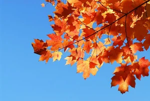 Unique and Strange Leaf Shapes in the Plant Kingdom - image 6