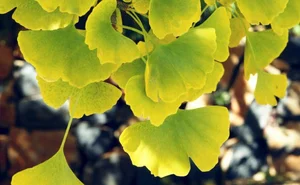 Unique and Strange Leaf Shapes in the Plant Kingdom - image 2