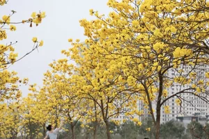 Golden Bellflower Trees Bloom Across Hanoi Creating a Stunning Yellow Landscape for Photographers - image 2