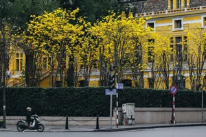 Golden Bellflower Trees Bloom Across Hanoi Creating a Stunning Yellow Landscape for Photographers - image 3