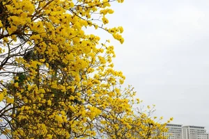 Golden Bellflower Trees Bloom Across Hanoi Creating a Stunning Yellow Landscape for Photographers - image 0